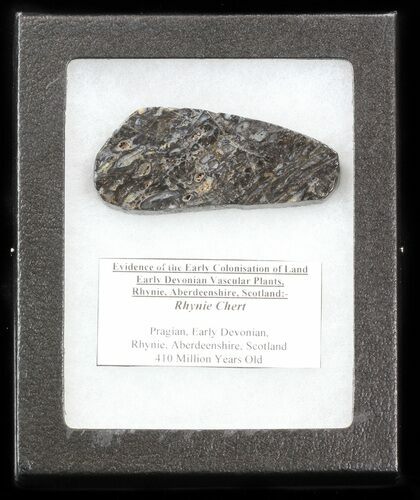 Rhynie Chert - Early Devonian Vascular Plant Fossils #40243